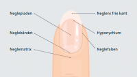 Illustration der viser neglens opbygning. 