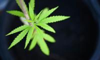 Cannabis