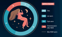 Billedet viser en grafik, der illustrerer de forskellige søvnstadier: døs, let søvn, dyb søvn, Drømmesøvn/REM. 