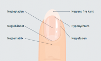 Illustration der viser neglens opbygning. 